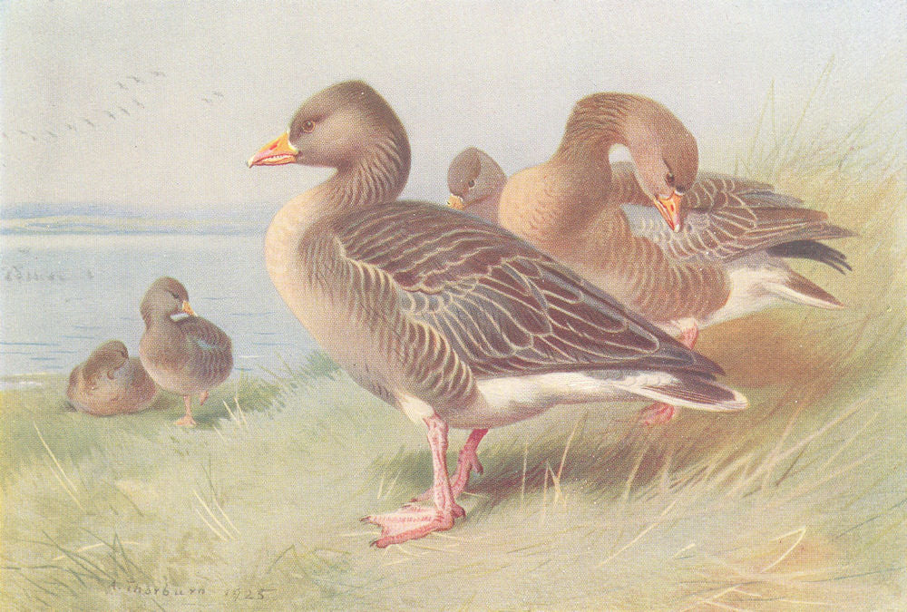 BRITISH BIRDS. White-Fronted Goose; Bernacle Goose. THORBURN 1926 old print